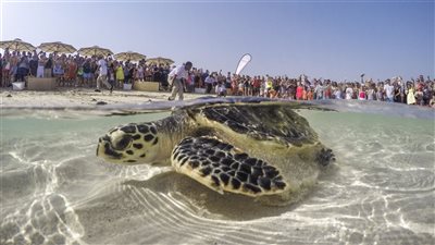 جهود الدولة في حماية السلاحف البحرية.. تشريعات ومبادرات لتعزيز استدامة البيئة وحفظ التنوع البيولوجي