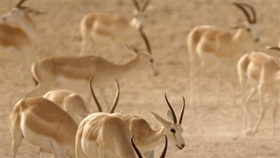 الرفق بالحيوان في الإمارات.. منظومة تشريعية متكاملة تحافظ على التوازن البيئي وتضمن استمرارية الحياة الفطرية على كوكب الأرض