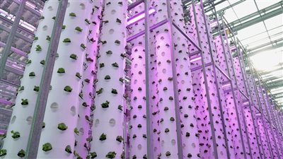 افتتاح مزرعة عمودية في 