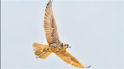 نحو مليون درهم جوائز للفائزين في مهرجان الظفرة للصيد بالصقور