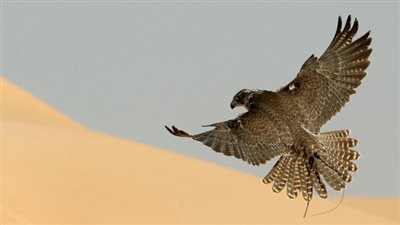 تتويج الفائزين في مسابقة الصيد بالصقور ضمن فعاليات مهرجان الظفرة