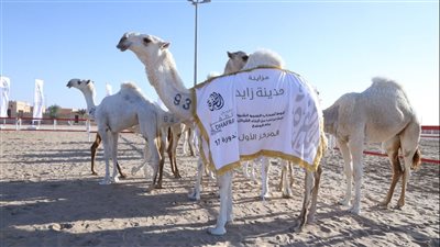 مشاركة واسعة في مزاينة مدينة زايد بمهرجان الظفرة