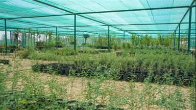 النباتات المحلية في الإمارات .. كنوز طبيعية تعزز الاستدامة البيئية