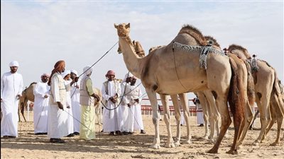 428 مالك إبل يتنافسون في مزاينة مدينة زايد