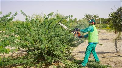 حملة لإزالة أشجار الغويف في مدينة زايد