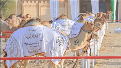 14 مطية تحصد رموز الذهب في مزاينة مدينة زايد بمهرجان الظفرة