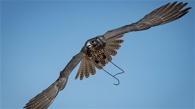 انطلقت بطولة غياثي الأولى للصقور 2024 