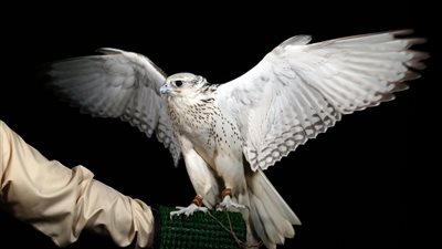  يناير .. انطلاق فعاليات ومسابقات المحطة الختامية لمهرجان الظفرة