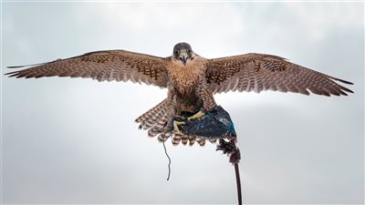 ختام منافسات بطولة غياثي للصقور في نسختها الأولى