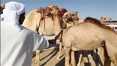 مهرجان الظفرة يبدأ ترصيص الإبل المشاركة في محطته الختامية غدا