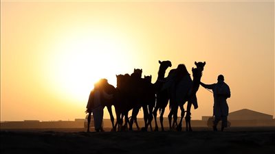 قوافل الإبل الخليجية تتوافد إلى مهرجان الظفرة للمنافسة على 1135 جائزة