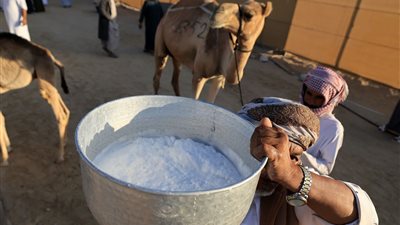 170 ناقة تتنافس في مسابقة المحالب المحليات بمهرجان الظفرة