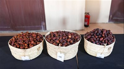 بدء منافسات مزاينة التمور وتغليفها في مهرجان الظفرة