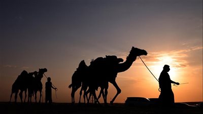 مهرجان الظفرة يتوج الفائزين في مزاينة الإبل