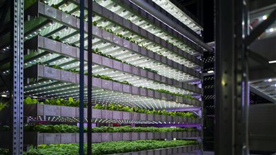 إطلاق مزرعة عمودية في وادي تكنولوجيا الغذاء تسهم في خفض الواردات الغذائية وتقليل الانبعاثات الكربونية