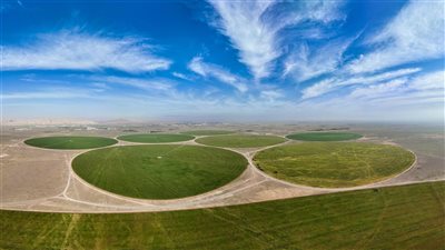 زراعة القمح في الإمارات.. رافد استراتيجي يعزز منظومة الأمن الغذائي