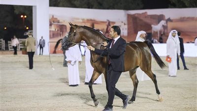 كأس الإمارات العالمي لجمال الخيل العربية تنطلق غداً في سكوتسديل الأمريكية