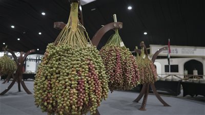 انطلاق فعاليات مهرجان ليوا للرطب 15 يوليو