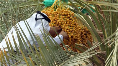 تباشير الرطب.. احتفاء بمواسم الخير في الإمارات