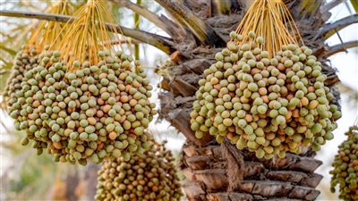 الصيف في الإمارات .. حنين وذكريات وتفاصيل لا تغادر الوجدان