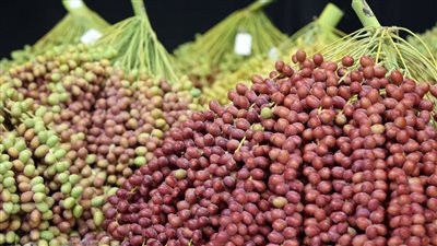  انطلاق الدورة الـ 20 من مهرجان ليوا للرطب