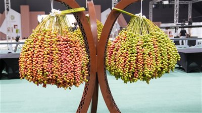 مهرجان ليوا للرطب يواصل فعالياته ويتوج الفائزين بمسابقة 