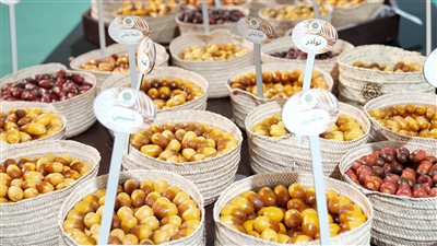 نخبة الرطب تسجل 82 صنفا من 21 مزرعة في 