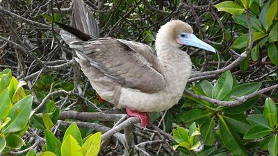 هيئة البيئة ترصد طائر الأطيش النادر في جزيرة جرنين