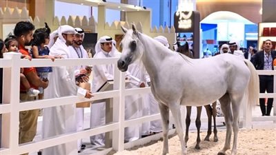 فعاليات وأنشطة جديدة ضمن معرض أبوظبي للصيد والفروسية