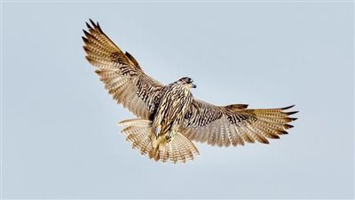 الإمارات تعيد رياضات ومسابقات الصيد بالصقور إلى صدارة المشهد الرياضي العالمي