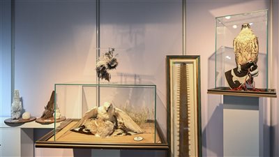 أبوظبي الدولي للصيد والفروسية ..مبيعات قياسية لعارضين في قطاع الصقارة