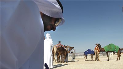 مهرجان الظفرة يبدأ ترصيص الإبل 27 سبتمبر الجاري استعداداً لانطلاق دورته الـ