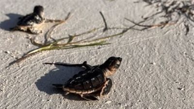برنامج الإمارات للألمنيوم لمراقبة السلاحف : فقص 300 بيضة من فئة منقار الصقر على شاطئ الطويلة