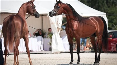 إقامة البطولة التاسعة لكأس الإمارات العالمي للخيل العربية في التشيك