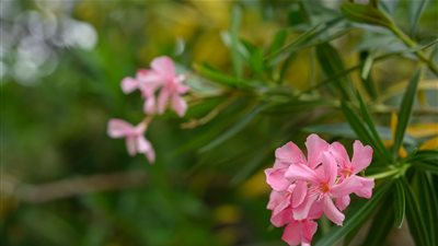 حظر زراعة وتداول نبات الدفلة في أبوظبي