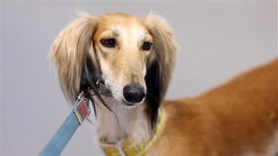 عودة مسابقة 