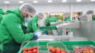 مبادرات دعم المزارعين في الإمارات.. تسهيلات لتعزيز الزراعة الحديثة وزيادة الإنتاج المحلي