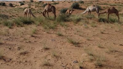 هيئة البيئة تعلن عن موسم منع الرعي في إمارة أبوظبي