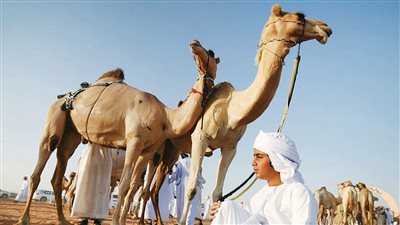 مزاينة سويحان المحطة الأولى في مهرجان الظفرة تنطلق الاثنين المقبل