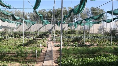 الزراعة المنزلية في الإمارات.. ثقافة مجتمعية تحقق الاستدامة