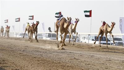  مهرجان الظفرة الثاني لسباقات الهجن ينطلق 18 أكتوبر