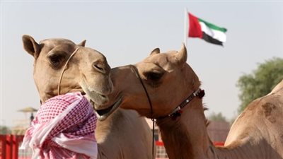 برعاية رئيس الدولة .. مهرجان الظفرة ينطلق بسويحان غداً