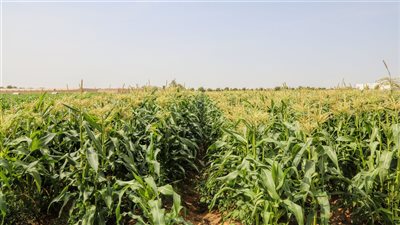 المبادرات والحملات الزراعية الوطنية.. برامج مبتكرة تعزز التنوع الغذائي واستدامة الاقتصاد الإماراتي