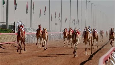 الرياضات التراثية ركيزة أساسية في ترسيخ الهوية الوطنية