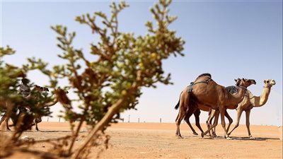 مزاينة رزين ضمن مهرجان الظفرة تنطلق غداً