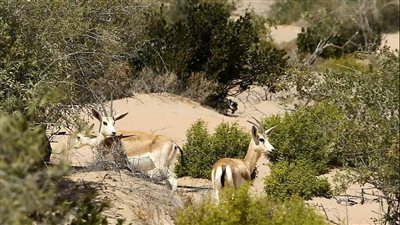 انطلاق موسم الصيد التقليدي في محمية المرزوم بالظفرة