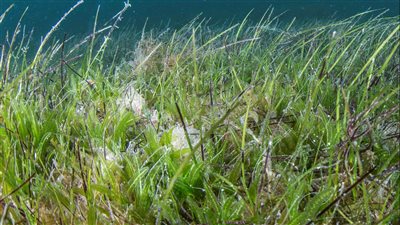 أبوظبي تستضيف ورشة العمل الدولية بيولوجيا الأعشاب البحرية في 2026