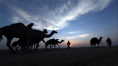 بدء ترصيص الإبل المشاركة في مزاينة مدينة زايد