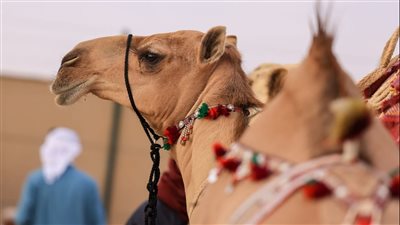 775 جائزة بمزاينة مدينة زايد ضمن مهرجان الظفرة