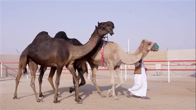 مزاينة مدينة زايد تواصل مسابقاتها وسط منافسات قوية